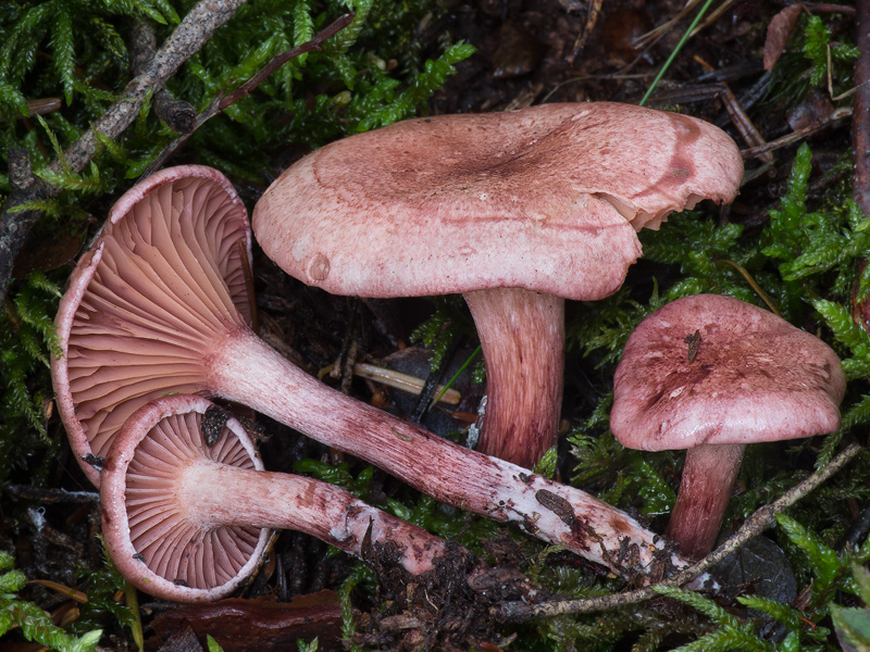 Hygrophorus capreolarius